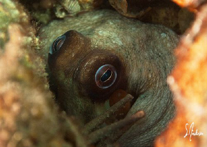 We passed over several Octopus and I was able to capture ... by Steven Anderson 